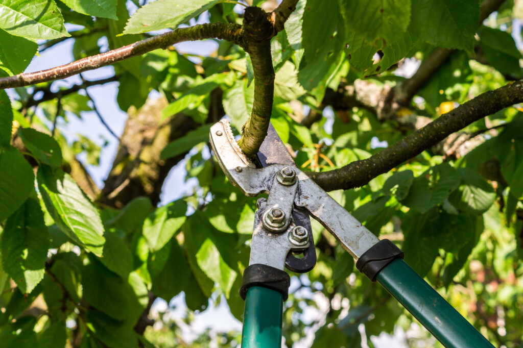 Astschere im Einsatz in einem Baum für Baumschnittarbeiten